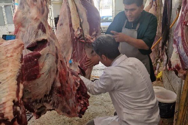 ایمانی‌سنجر: لاشه گاو مبتلا به سپتی‌سمی در سنقر امحا شد
