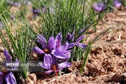 زعفران‌کاران خسارت‌دیده چشم‌انتظار حمایت دولت