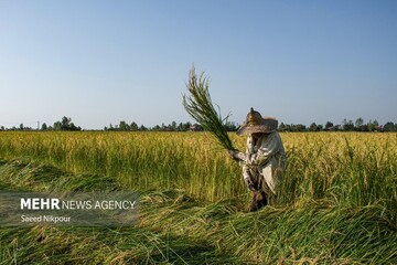 برداشت برنج اهواز از سطح ۲۵ هزار هکتار زمین آغاز شد