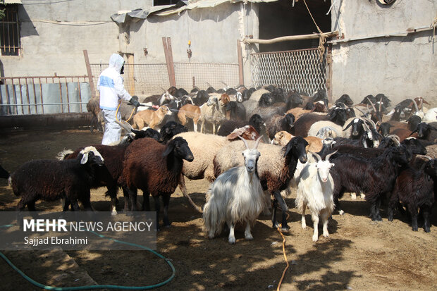 خدمات جهادی دامپزشکی در مناطق کم‌برخوردار در پیشوا
