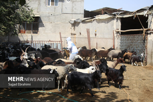 خدمات جهادی دامپزشکی در مناطق کم‌برخوردار در پیشوا