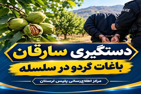 بیش از ۳۰۰ کیلوگرم گردوی سرقتی در سلسله کشف شد
