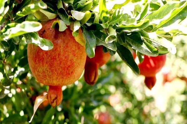 جشنواره انار «سیاب» در مسیر تبدیل شدن به رویدادی ملی جشنواره انار «سیاب» در مسیر تبدیل شدن به رویدادی ملی