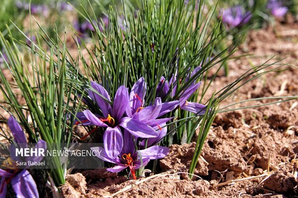 روایت زعفران‌کاری در لرستان؛ وقتی زمین کوچک، ارزش بزرگ می‌آفریند