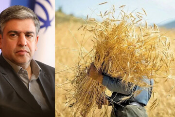 ۸۸درصد مطالبات گندمکاران استان پرداخت شد