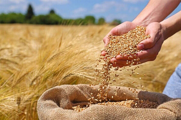 اینفوگرافیک؛ خرید گندم در آذربایجان‌شرقی از ۳۷۴ هزار تن گذشت