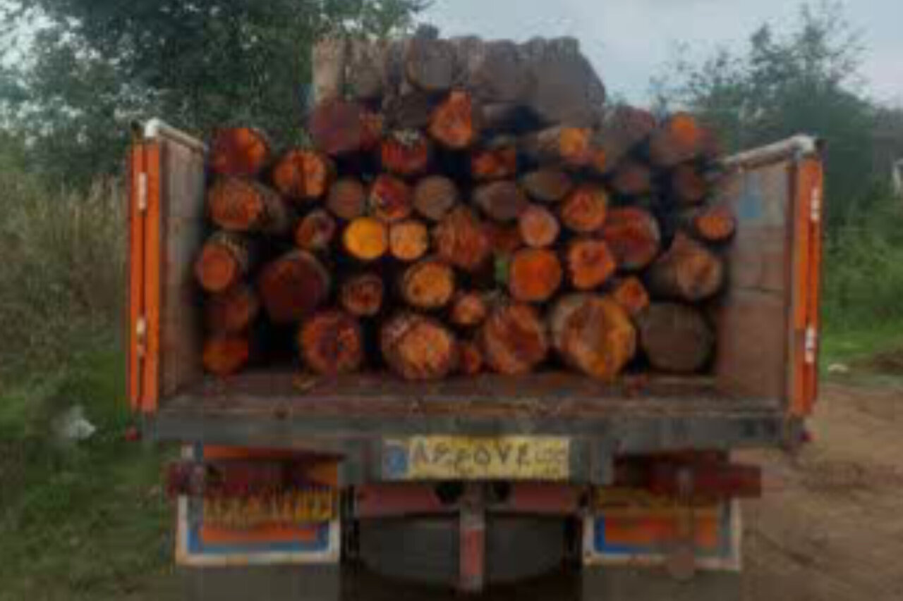 تحلیل خبر: کشف محموله بزرگ چوب‌آلات قاچاق در لاهیجان | مهر - کد d150