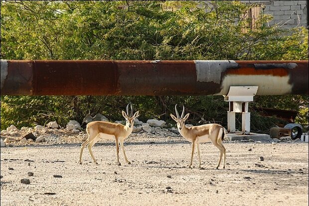 خارگ زیستگاه مهم آهوی ایرانی؛ تامین علوفه و تغذیه دستی برای تداوم حیات