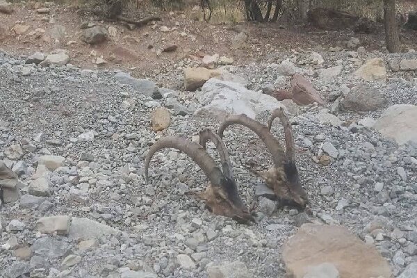 کشف لاشه دو کل بز در دنا؛شناسایی شکارچیان پس از ۱۶ ساعت رصد محیط‌بانان