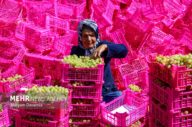 برداشت انگور در خراسان شمالی
