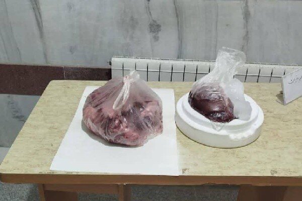 خسروآبادی: گوشت گراز وحشی در دالاهو کشف شد