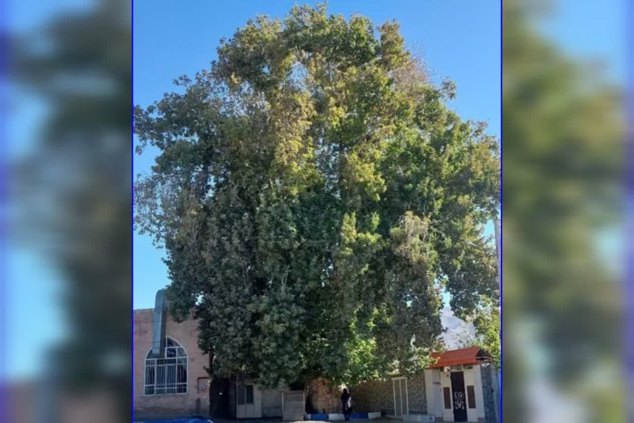 درخت چنار کهنسال روستای حریم آباد شهرستان زبرخان ثبت ملی شد