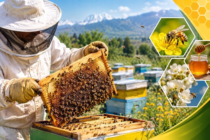 آغاز سرشماری سراسری زنبورستان‌های آذربایجان شرقی از ۲ آبان