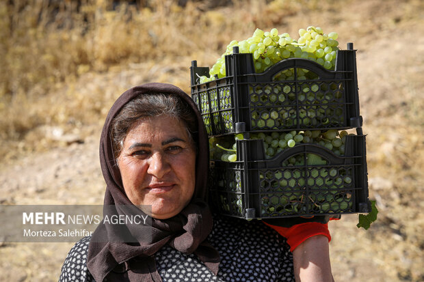 جشن شکرانه برداشت انگور در گهرو
