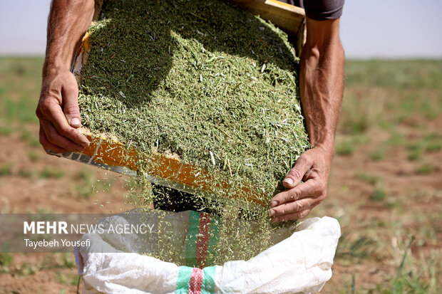 برداشت رازیانه از مزارع رَزَن