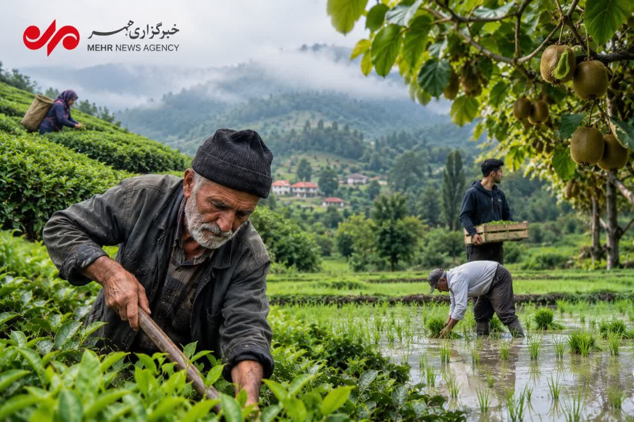 کشاورزی گیلان در محاصره سالمندی؛ جوانان کجای زمین ایستاده‌اند؟