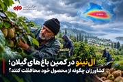 اِل‌نینو در کمین باغات گیلان؛ کشاورزان چگونه از محصول خود محافظت کنند؟