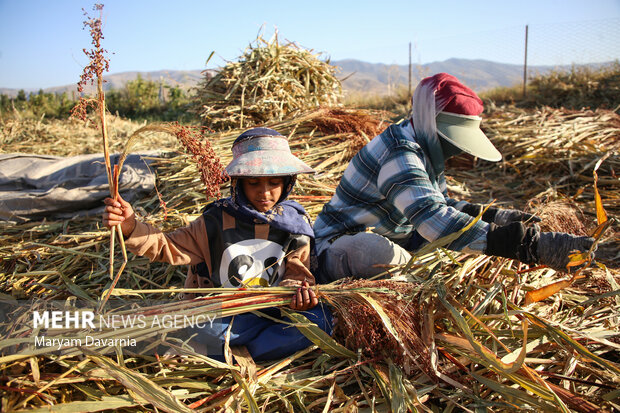 جاروبافی در روستای ملاحسن