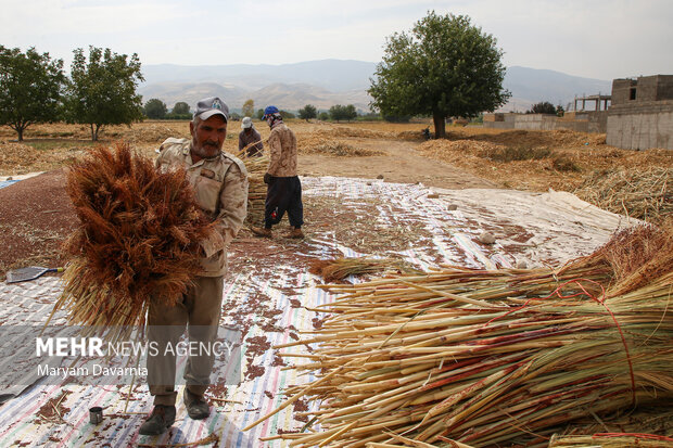 جاروبافی در روستای ملاحسن