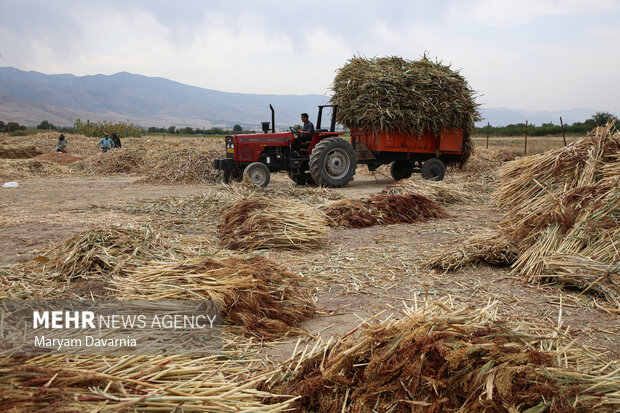جاروبافی در روستای ملاحسن