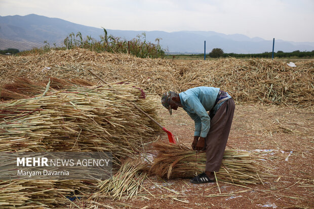جاروبافی در روستای ملاحسن