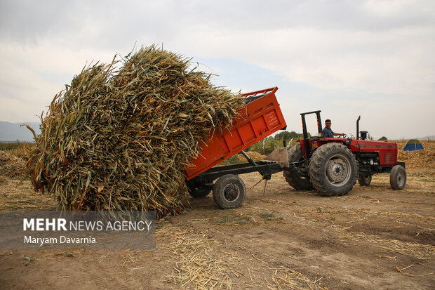 جاروبافی در روستای ملاحسن