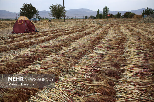 جاروبافی در روستای ملاحسن