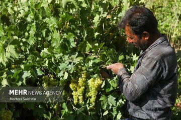 ثبت ۱۳۷ فرصت شغلی در بخش کشاورزی شهرستان البرز