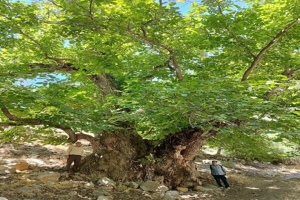 کهن‌ترین درخت گردوی ایران در لرستان ثبت ملی شد