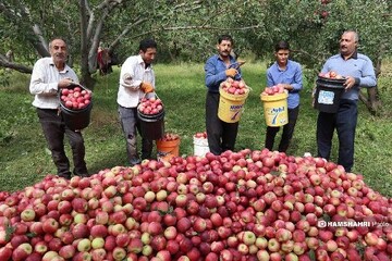 اینفوگرافیک؛ سیب خراسان‌شمالی؛ تولید هست، زنجیره نیست