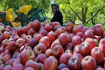 اینفوگرافیک؛ برداشت ۲۷۰ هزار تن سیب پاییزه در فارس