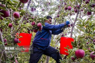 احمدی: سیب شیروان ظرفیت تبدیل‌ به برندی جهانی را دارد