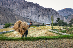 برداشت سنتی برنج در سوادکوه