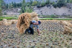 دوایین ڕۆژانی دروێنەی برێنج لە باکووری ئێران