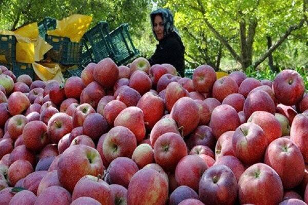 سیبهای بیمشتری <a href='https://sayeb.ir/tag/%da%a9%d9%87%da%af%db%8c%d9%84%d9%88%db%8c%d9%87-%d9%88-%d8%a8%d9%88%db%8c%d8%b1%d8%a7%d8%ad%d9%85%d8%af'></div></div></div>کهگیلویه و بویراحمد</a>؛۱۳۰ هزار تن تولید،۱۰ هزار تن خرید