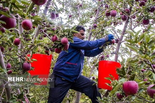سیبهای بیمشتری <a href='https://sayeb.ir/tag/%da%a9%d9%87%da%af%db%8c%d9%84%d9%88%db%8c%d9%87-%d9%88-%d8%a8%d9%88%db%8c%d8%b1%d8%a7%d8%ad%d9%85%d8%af'></div></div></div>کهگیلویه و بویراحمد</a>؛۱۳۰ هزار تن تولید،۱۰ هزار تن خرید