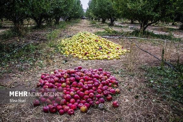 سیب‌های بی‌مشتری کهگیلویه و بویراحمد؛۱۳۰ هزار تن تولید،۱۰ هزار تن خرید