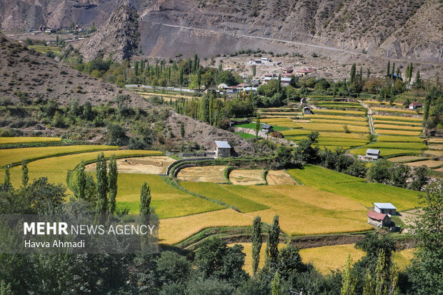 برداشت سنتی برنج در سوادکوه