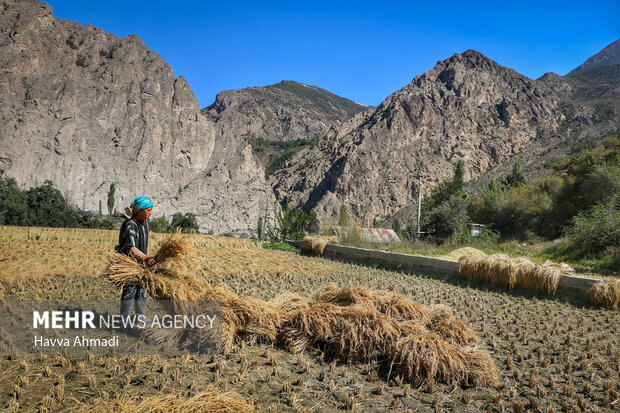 برداشت سنتی برنج در سوادکوه