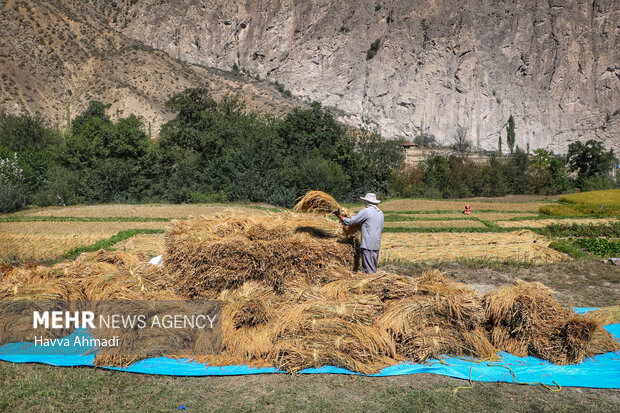 برداشت سنتی برنج در سوادکوه