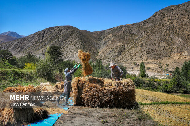 برداشت سنتی برنج در سوادکوه