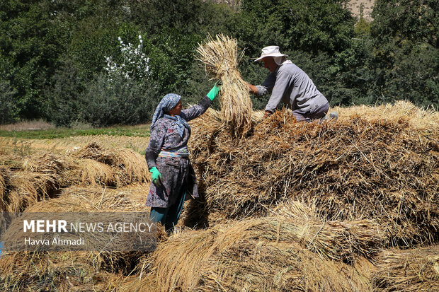 برداشت سنتی برنج در سوادکوه