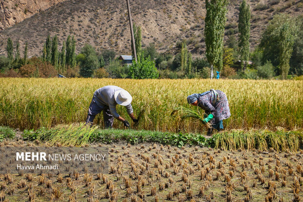 برداشت سنتی برنج در سوادکوه