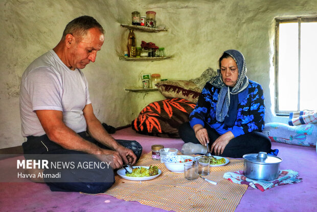 برداشت سنتی برنج در سوادکوه