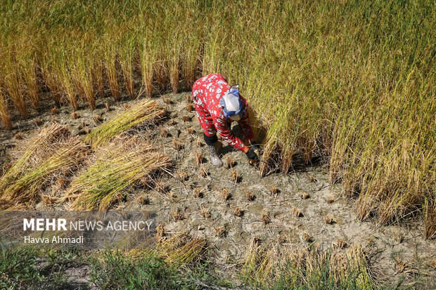 برداشت سنتی برنج در سوادکوه
