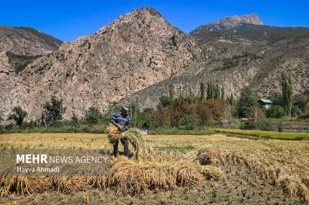 برداشت سنتی برنج در سوادکوه
