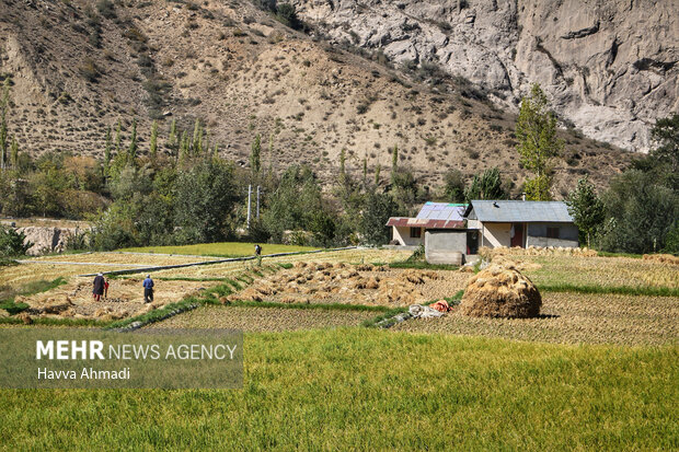 برداشت سنتی برنج در سوادکوه