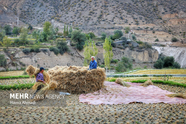 برداشت سنتی برنج در سوادکوه