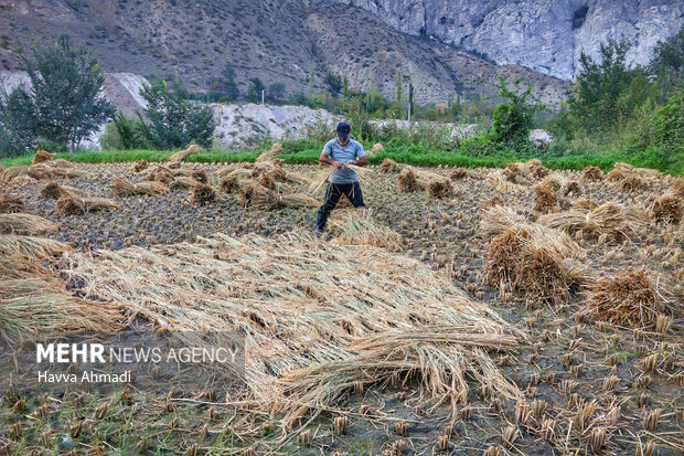 برداشت سنتی برنج در سوادکوه