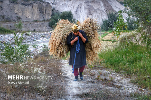 برداشت سنتی برنج در سوادکوه